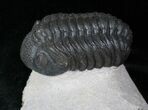 Morocops (Phacops) Trilobite #12899-3